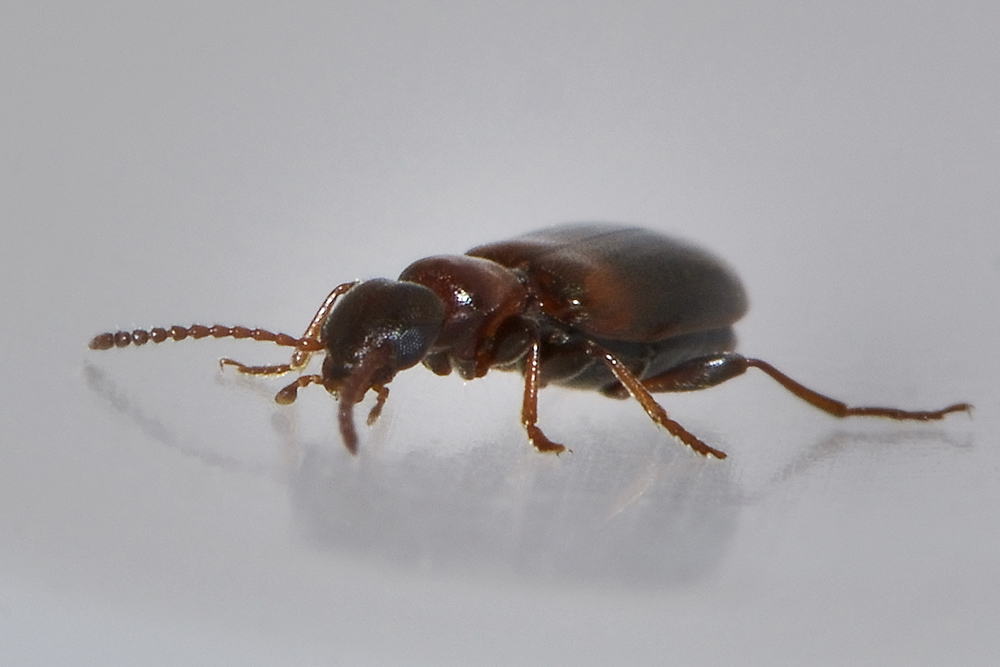 Anthicidae:  Omonadus floralis